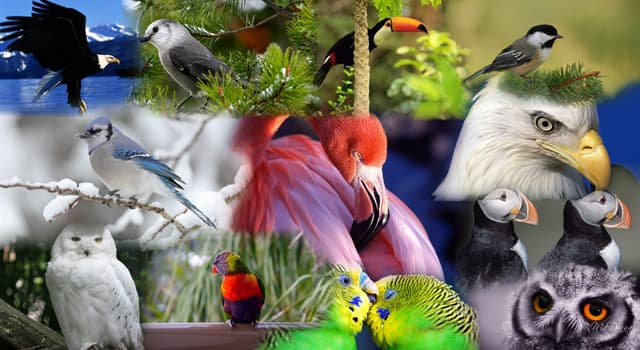 Natur Wissensfrage: Der älteste, beringte Wildvogel der Welt gehört zu welcher Spezies?