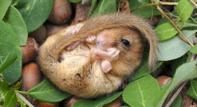 자연 상식 퀴즈: 겨울잠쥐(dormouse)는 얼마나 오래 겨울잠을 잘 수 있을까요?