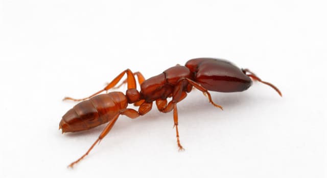 Nature Question: En Afrique de l'Est, les fourmis de safari sont utilisées comme quoi ?