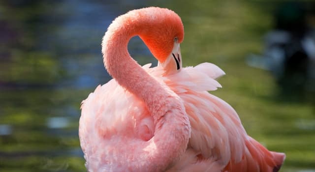 자연 상식 퀴즈: 다음 홍학(Flamingo)에 관한 사실 중 잘못된 것은?