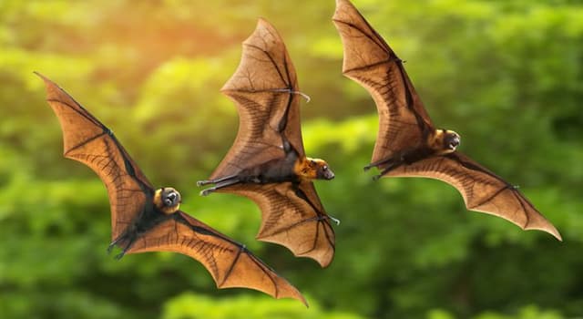 Nature Trivia Question: Fruit bats are vital to reforestation because of their ability to disperse what part of the fruit?