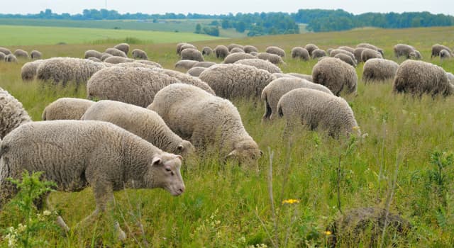 Natuur Trivia Vraag: Hoe noem je een groep schapen?