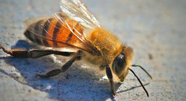 Natuur Trivia Vraag: Hoe wordt de geafrikaniseerde honingbij ook wel genoemd?