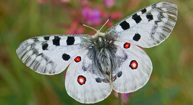 Natuur Trivia Vraag: Hoe wordt de Parnassius vlinder ook wel genoemd?