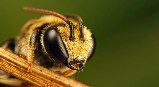 Natuur Trivia Vraag: Hoeveel paar vleugels heeft een bij?