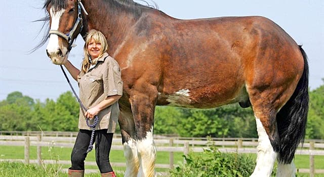 Natuur Trivia Vraag: Hoeveel woog het zwaarste paardenras ter wereld?