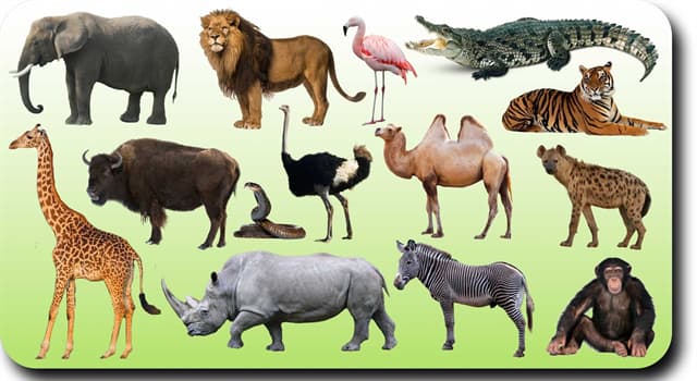 Natura Domande: Il mastodonte è un parente primitivo di quale mammifero moderno?
