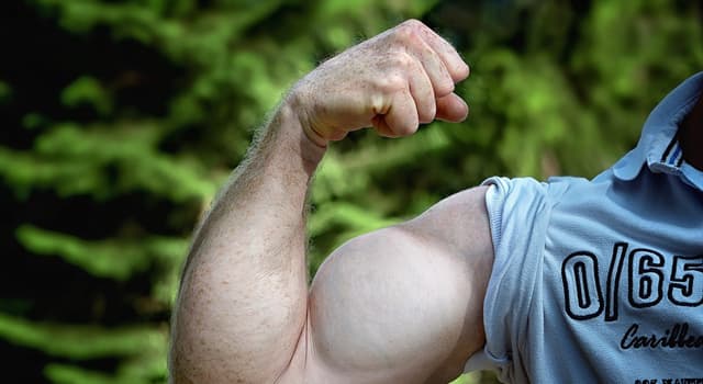 Scienza Domande: In che parte del corpo si trova il muscolo del deltoide?