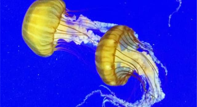 natura Pytanie-Ciekawostka: Jaką funkcję pełni mezoglea meduzy?