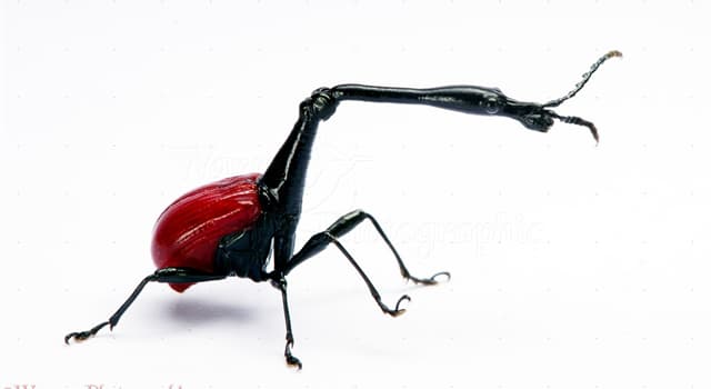 natura Pytanie-Ciekawostka: Jaki gatunek chrząszcza pokazano na obrazku?
