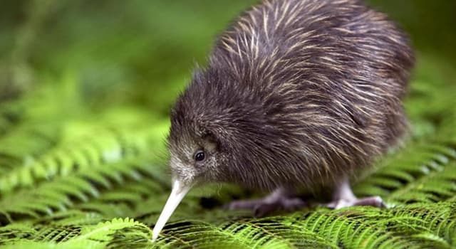 自然 小問題：幾維（Kiwi）鳥來自哪裡？