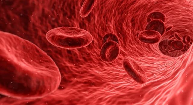 nauka Pytanie-Ciekawostka: Które z poniższych nie jest komórką krwi?