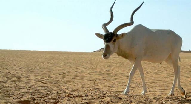 Nature Question: Laquelle d’entre elles est une antilope à cornes en spirale ?