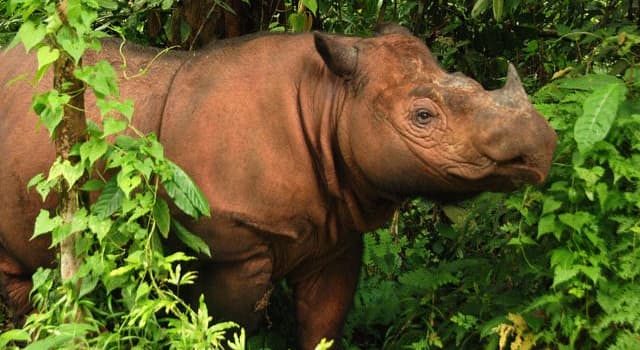 Natura Domande: Le specie di rinoceronte in foto vivevano in non meno di 10 paesi; ora sono in quali due?