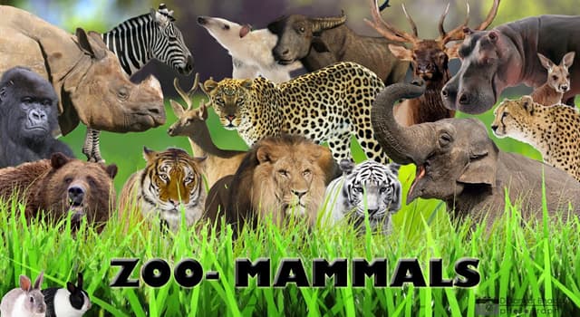 Nature Question: Lequel de ces mammifères est venimeux ?
