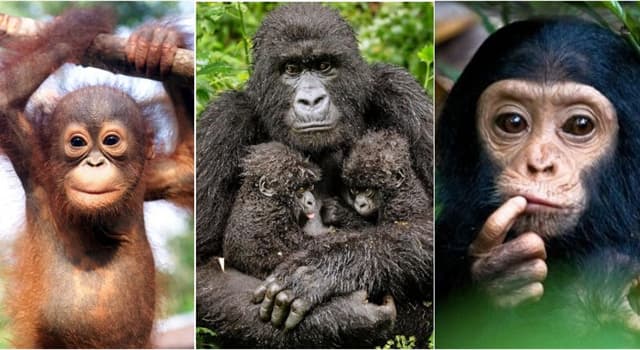 Nature Question: Lequel de ces singes est considéré comme semi-social ?