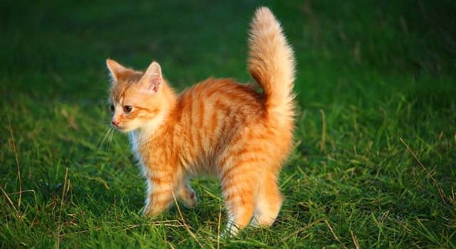 Nature Question: Les chats sont souvent polydactyles. Qu'est-ce que cela signifie ?
