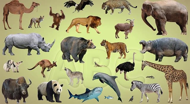 Nature Question: Malgré leur taille, lequel de ces animaux ne vit que quelques années ?