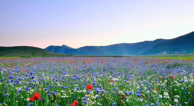 Cultuur Trivia Vraag: Met welke bloem wordt Nederland meestal geassocieerd?