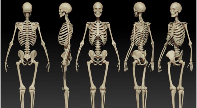 Scienza Domande: Nel corpo umano dove si trova la scapola?