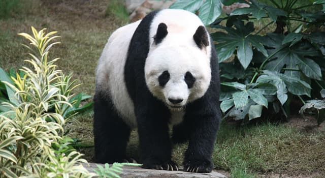 Nature Question: Où est né le premier panda géant au monde d'une paire mixte de parents sauvages et captifs en 2017 ?