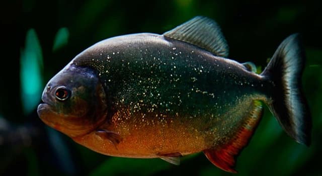 Aardrijkskunde Trivia Vraag: Op welk continent komt de piranha voor?