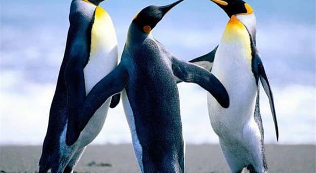 Natura Domande: Per quanto tempo un pinguino imperatore maschio resiste senza mangiare per proteggere il suo uovo?