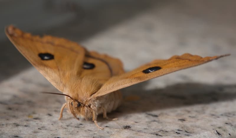 Naturaleza Pregunta Trivia: ¿Puede volar la mariposa Bombyx mori?