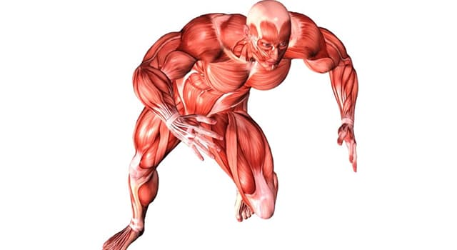 Science Question: Qu'est-ce qu'on dit être le muscle qui travaille le plus dur dans le corps humain ?