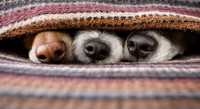 Natureza Pergunta Trivial: Qual destes cães é da raça Lebréu?