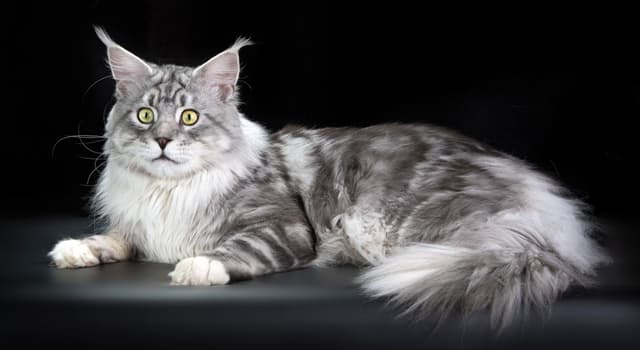 Natura Domande: Qual è la razza del gatto nell'immagine?