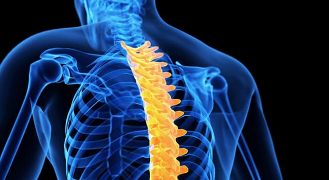 Scienza Domande: Quale è la tecnica chirurgica usata per unire due o più vertebre?