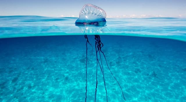 Natura Domande: Quale idrozoano marino è nella foto?