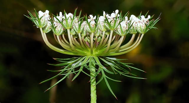 Scienza Domande: Quale parola fu coniata in botanica nel 1590 dal latino che significa "parasole"?