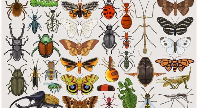 Natura Domande: Quale specie di insetto finge la propria morte per evitare il coito?