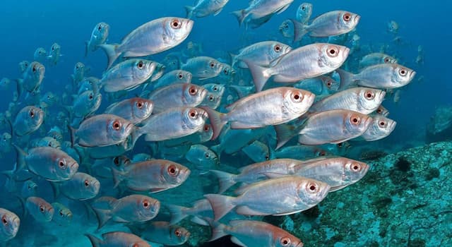 Natura Domande: Quale specie di pesce è la più velenosa al mondo?