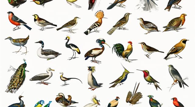 Natura Domande: Quale tra i seguenti è un grande uccello incapace di volare ed estinto?