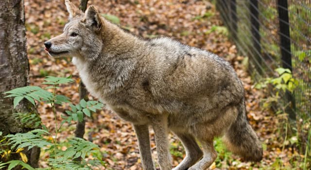 Natura Domande: Quante specie di lupi sono riconosciute oggi?