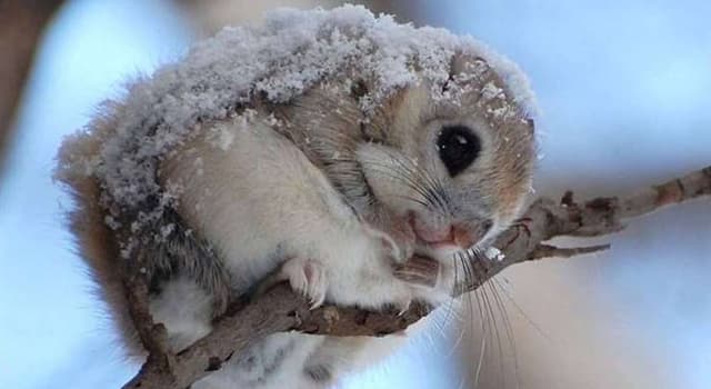 Natura Domande: Quante specie di scoiattoli esistono al mondo?