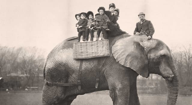 Cronologia Domande: Quanti anni aveva Jumbo l'Elefante da Circo quando morì?
