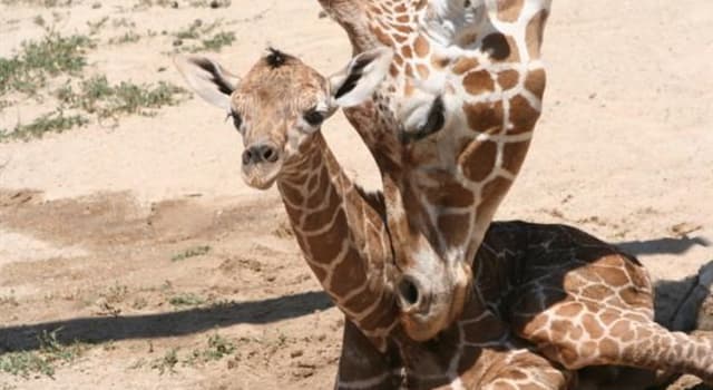 Natura Domande: Quanto è lunga la lingua di una giraffa?