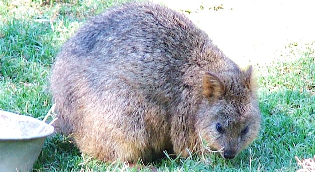 Naturaleza Pregunta Trivia: ¿Qué animal es el que ves en la imagen?