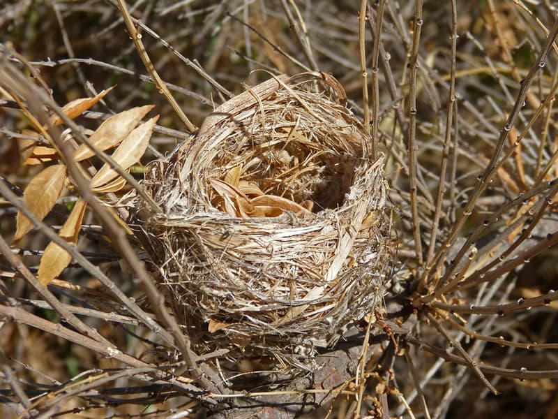 Naturaleza Pregunta Trivia: ¿Qué ave fabrica el nido colgante más grande del mundo?