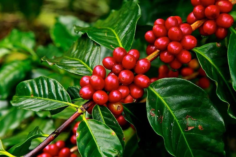 Naturaleza Pregunta Trivia: ¿Qué país es el principal productor mundial de café suave (Coffea Arábica)?