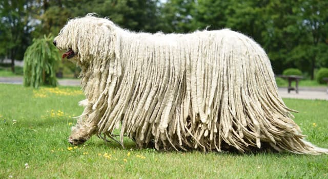 Naturaleza Pregunta Trivia: ¿Qué raza de perros puedes identificar en la imagen?