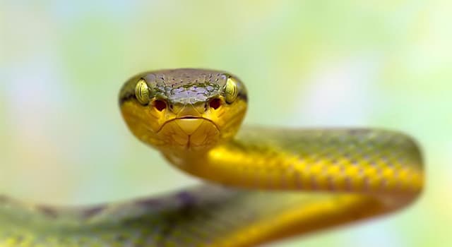 Nature Question: Quel animal est connu pour sa capacité à tuer des serpents venimeux ?