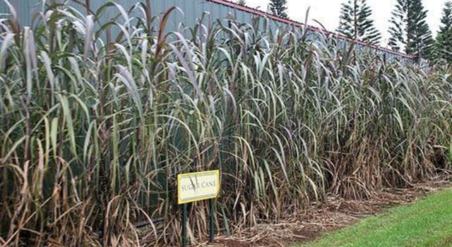Société Question: Quel est le plus grand pays producteur de canne à sucre ?