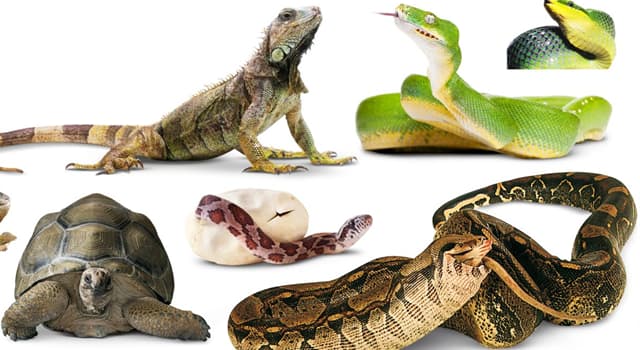 Nature Question: Quel est le plus grand reptile vivant au monde  ?