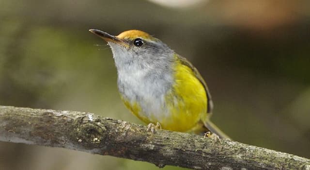 Nature Question: Quel oiseau phyllergate tire son nom de la façon dont il fait son nid  ?