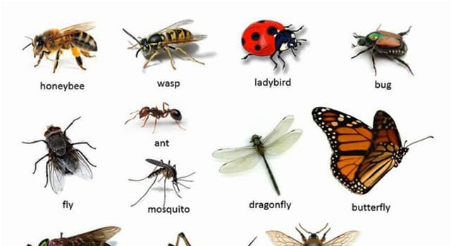 Nature Question: Quel type d'insecte est une fourmi de velours ?